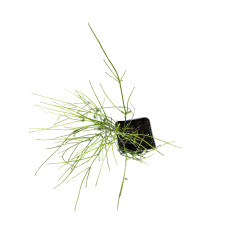 Pianta di Russelia Vaso 7 cm: Vendita | Mondo Piante 2