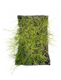 copy of Russelia Plant