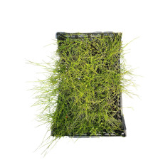 Pianta di Russelia Vaso 7 cm: Vendita | Mondo Piante