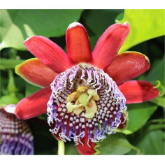 Pianta Passiflora Quadrangularis Vaso 7 cm | Mondo Piante 2