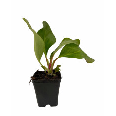 Pianta Bergenia Cordifolia Vaso 7 cm: Vendita | Mondo Piante