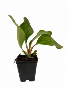 Pianta di Bergenia...