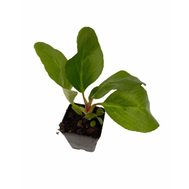 Vendita Piante di Bergenia Cordifolia Vaso 7cm-Cespugli | Mondo Piante