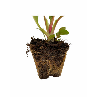 Vendita Piante di Bergenia Cordifolia Vaso 7cm-Cespugli | Mondo Piante