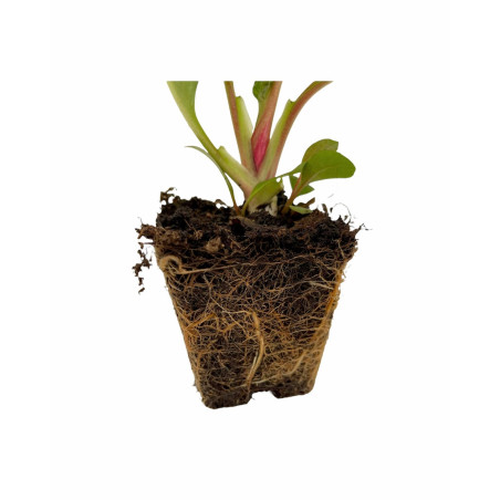 Pianta Bergenia Cordifolia Vaso 7 cm: Vendita | Mondo Piante