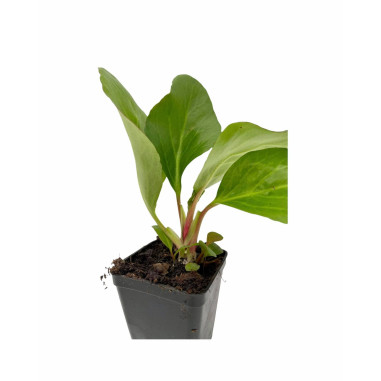 Vendita Piante di Bergenia Cordifolia Vaso 7cm-Cespugli | Mondo Piante