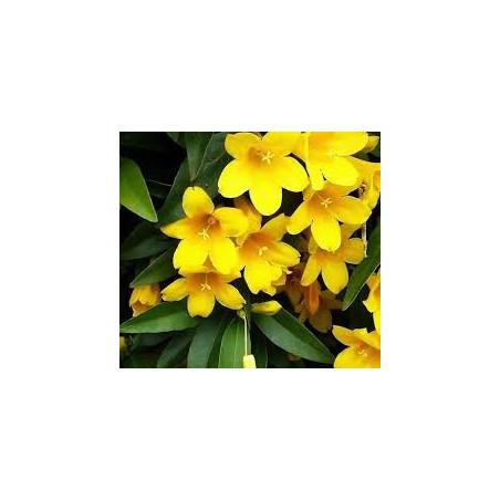 Sale Of  Gelsemium Sempervirens Plant-Climbing Plant | Mondo Piante