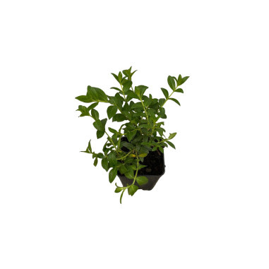 Cuphea Hyssopifolia Plant for Sale - Bush Plants Online | Mondo Piante