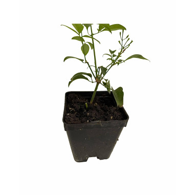 Pianta di Gelsomino Azorico in Vaso 7cm-Piante Rampicanti|Mondo Piante