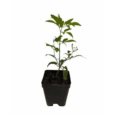 Pianta Gelsomino Azorico Vaso 7 cm | Mondo Piante