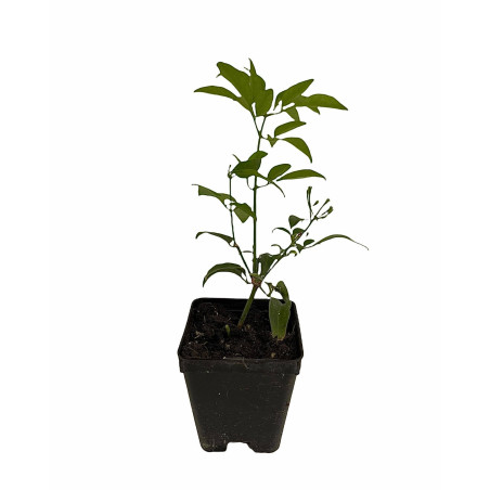 Pianta Gelsomino Azorico Vaso 7 cm | Mondo Piante