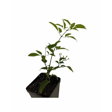 Pianta Gelsomino Azorico Vaso 7 cm | Mondo Piante