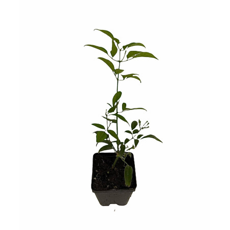 Pianta Gelsomino Azorico Vaso 7 cm | Mondo Piante