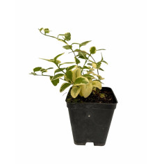 Pianta di Vinca Major Vaso 7 cm: Vendita | Mondo Piante