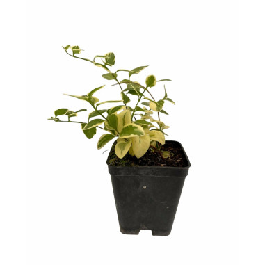 Pianta di Vinca Major Vaso 7 cm: Vendita | Mondo Piante