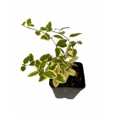 Pianta di Vinca Major Vaso 7 cm: Vendita | Mondo Piante 2