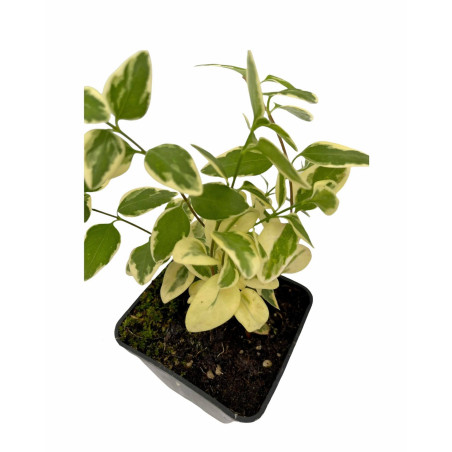 Pianta di Vinca Major Vaso 7 cm: Vendita | Mondo Piante