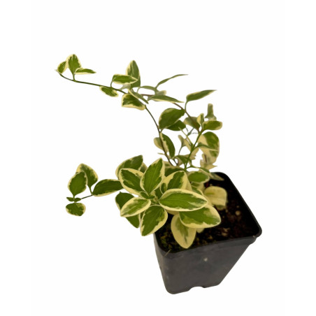 Pianta di Vinca Major Vaso 7 cm: Vendita | Mondo Piante