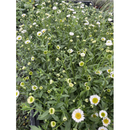 Pianta di Erigeron Vaso 7cm - Vendita Pianta|Vivaio Mondo Piante