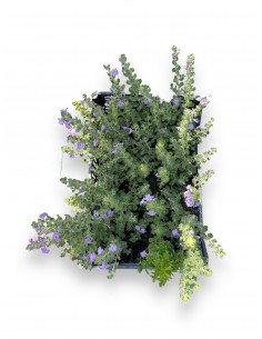 Pianta di Leucophyllum in...