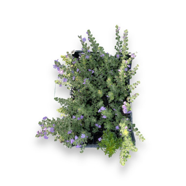 Pianta di Leucophyllum in Vaso 7cm-Pianta Da Cespuglio|Mondo Piante