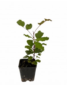 Pianta di Carrubo Vaso 7cm