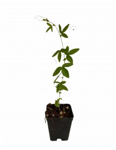 Pianta di Passiflora...