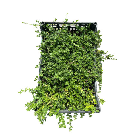 Vendita Pianta di Origano Comune in 7cm-Piante Aromatiche|Mondo Piante