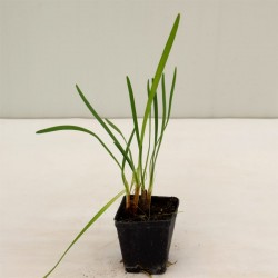 Pianta di Tulbaghia Vaso 7cm