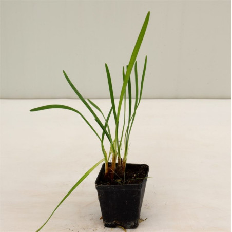 Vendita Pianta di Tulbaghia 7cm-Pianta Da Cespuglio | Mondo Piante