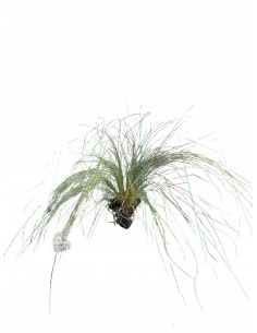 Pianta di Stipa in Vaso...