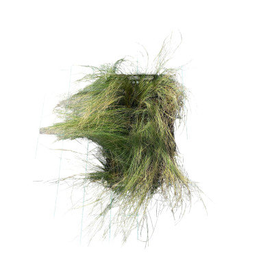 Stipa Plant for Sale - Bush Plants Online | Mondo Piante