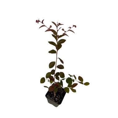 Pianta di Loropetalum Vaso 7cm - Pianta Da Cespuglio|Mondo Piante