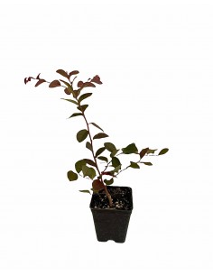 Pianta di Loropetalum in...