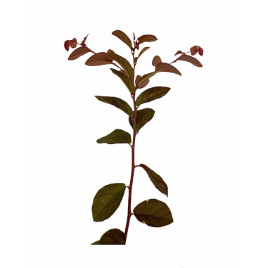 Pianta di Loropetalum Vaso 7cm - Pianta Da Cespuglio|Mondo Piante