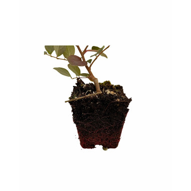 Pianta di Loropetalum Vaso 7cm - Pianta Da Cespuglio|Mondo Piante