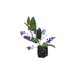 Pianta Hardenbergia Vaso 7 cm | Mondo Piante 2
