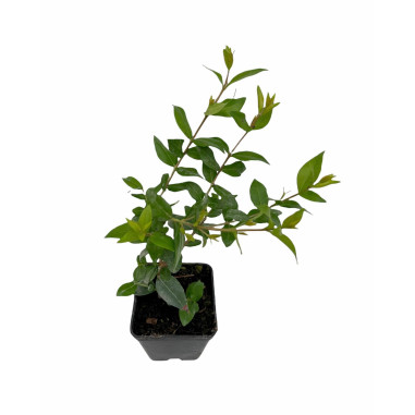 Abelia Plant for Sale - Bush Plants Online | Mondo Piante