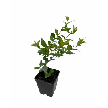Abelia Plant for Sale - Bush Plants Online | Mondo Piante