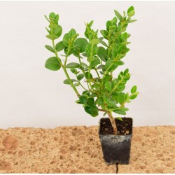 copy of Carissa Jasminoides...