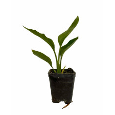 Pianta Strelitzia Reginae Vaso 7cm | Fiori Esotici | Mondo Piante 2