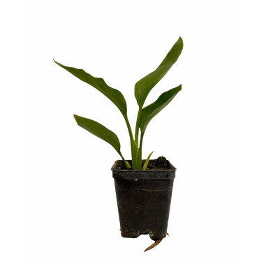 Vendita Strelitzia reginae | Uccello del Paradiso | MondoPiante