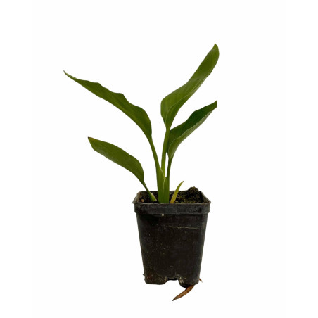 Vendita Strelitzia reginae | Uccello del Paradiso | MondoPiante