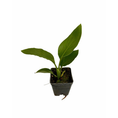 Pianta Sterlizia Reginae Vaso 7cm - Vendita Piante | Mondo Piante