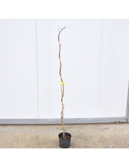 Vendita 3 Alberi di Kiwi-Alberi da Frutto Online| Mondo Piante