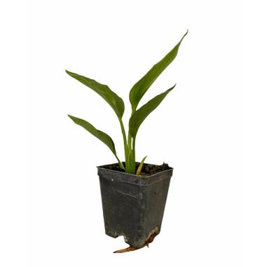 Vendita Strelitzia reginae | Uccello del Paradiso | MondoPiante