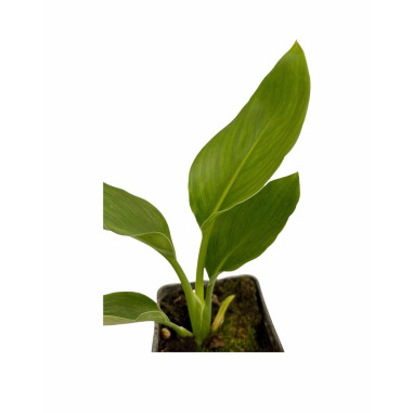 Pianta Sterlizia Reginae Vaso 7cm - Vendita Piante | Mondo Piante