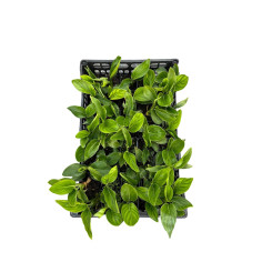 Vendita Strelitzia reginae | Uccello del Paradiso | MondoPiante