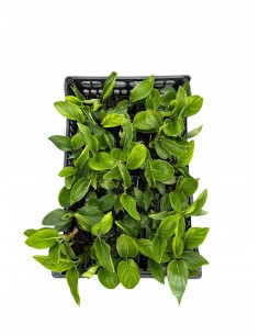 Pianta di Sterlizia Reginae...