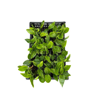 Pianta Sterlizia Reginae Vaso 7cm - Vendita Piante | Mondo Piante